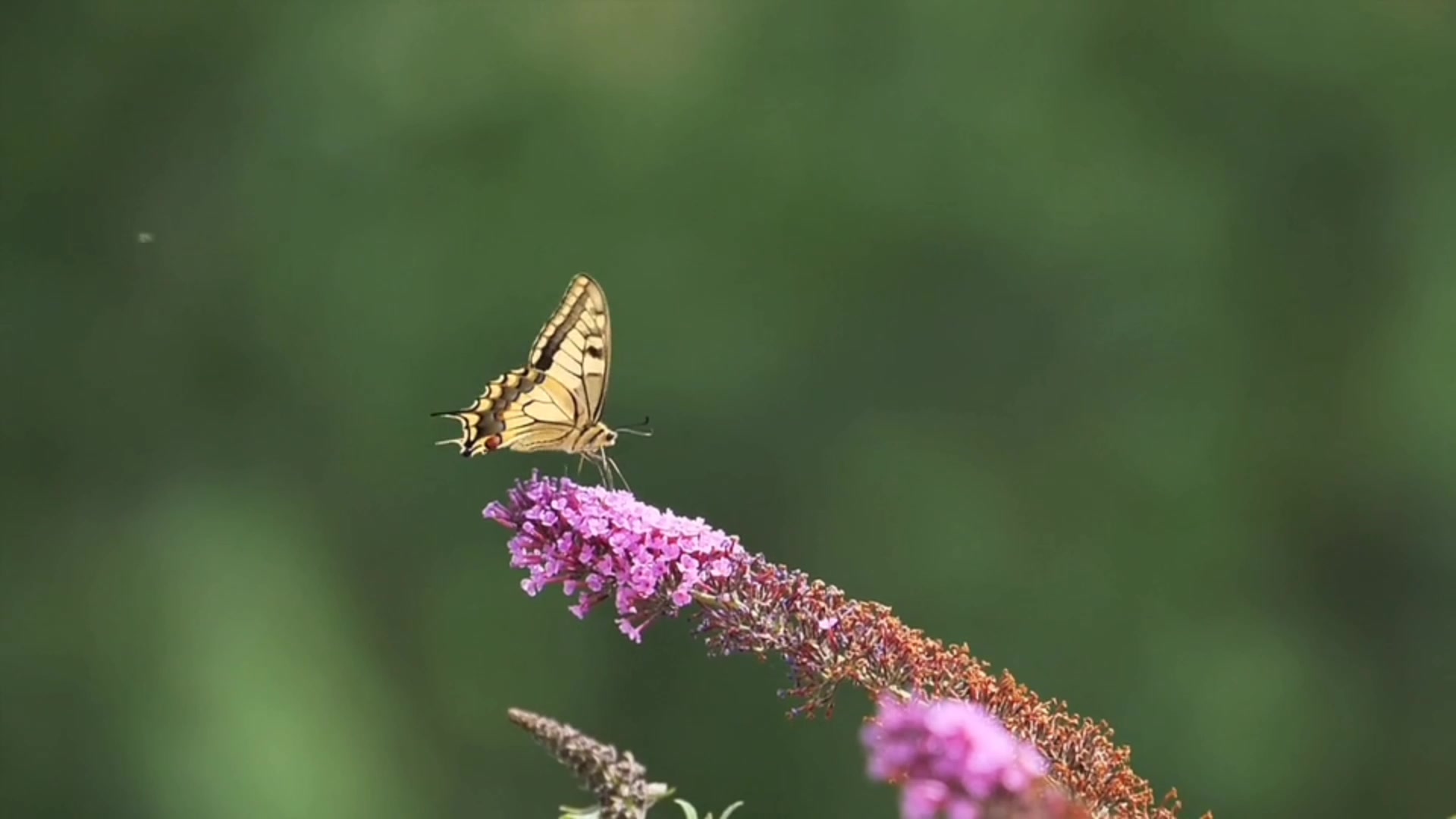 Butterfly on a Flower by Md Asfi Aiyan