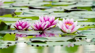 Beautiful Water Lily