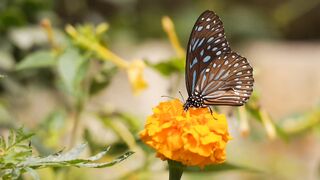 Beautiful Butterfly on a Flower