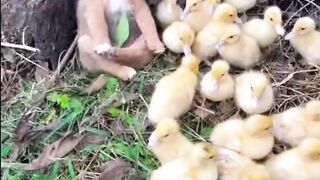 Baby Duck and cute dog