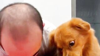 Funny dog