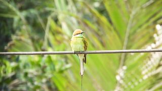 A Beautiful Bird