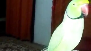 Green parrot talking with me