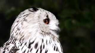 A Beautiful Owl with the gorgeous look