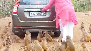 Meal for wild monkeys
