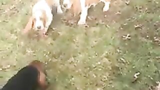 Basset hound puppy next to you