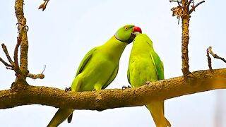 Rose-ringed