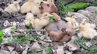 Cute dog