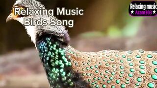 Relaxing Music Birds Song