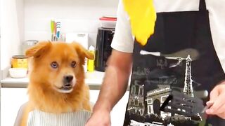 Dog funny