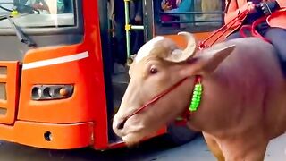 Mujhe nahi parwah ???? #reaction #publicreaction #viral #shorts