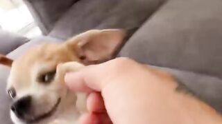 Who loves the Kuchi Kuchi??? #mreviatar #chiuahua #nikiozeri #angrychihuahua #animals