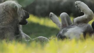 How many hours does a dog sleep per day?