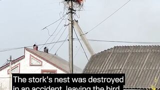 The story of a stork’s nest: from being destroyed in an accident to being fully restored.