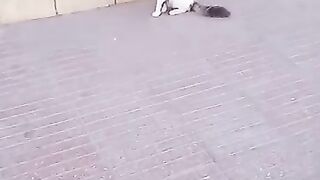 قطة جميلة ضاءعة