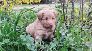 Homeopathy  for dogs.
