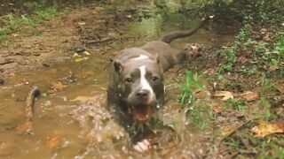 Here's what  you should  look out for when  adopting a handicapped dogs.