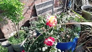 گھر میں بنائی کھاد کے کمال دیکھیں