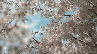 White Flowers on Blossom