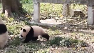Panda family ❤