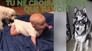 Je vous mets au défi de ne pas rire de ce clip ???? Vidéos drôles ???? Sélection 2024