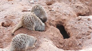 meerkats-digging-holes