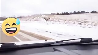 Que paso con el venado