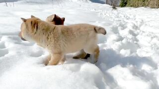 puppy flirting