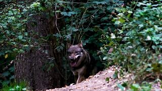 Wolf on the move