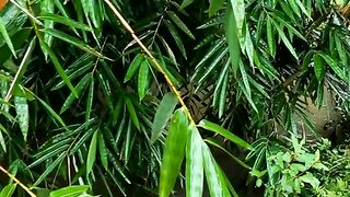 Nature and Rainwater Scenery