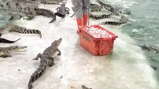 Crocodile farm