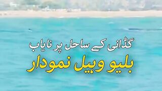 Blue whale.found in Pakistan Gawadar Sea Port