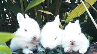 Funny Rabbit Duo