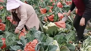 किसान फसली फार्म हाउस