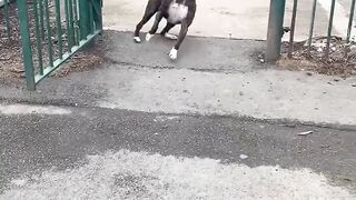 short funny cat dog (10)