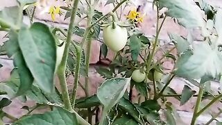 Tomatoes