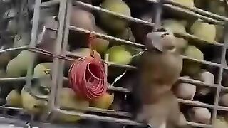 Monkeys have entered the workforce. And we were worried about AI taking over.