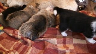 Funny Pets: Hilarious Moments