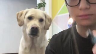 funny cat dog animals (11)