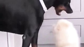 short funny cat dog (12)