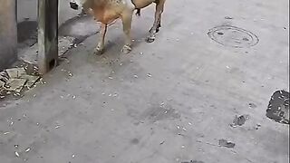 Animal fighting against a bully, This definitely made me smile!