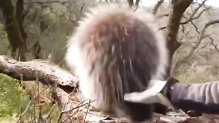 This is how porcupine quills work
