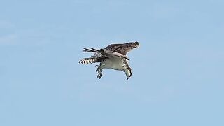 Crazy Osprey grabs huge catfish and almost gets dragged under. #bird #osprey Glad I’m not a fish!.