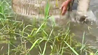 Amazing Fishing With Polo Trap In Bill Rain Water By Village Boys