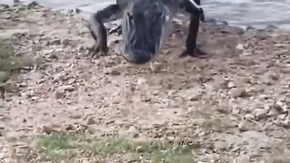 This Alligator knows exactly what he wants
