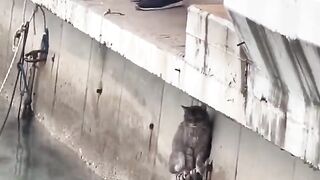 Heartwarming rescue_ Man rescues kitten from drowning。.