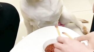 #Funny #dog