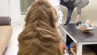It’s my responsibility to protect my mother #If you don’t raise a dog, you don’t know the joy of raising a dog #狗子成 sperm.