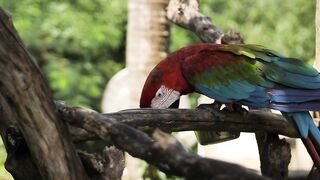 Cool Bird