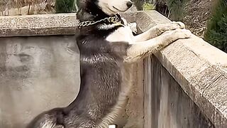 Fanny dogs
